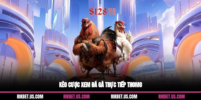 Kèo cược xem đá gà trực tiếp Thomo