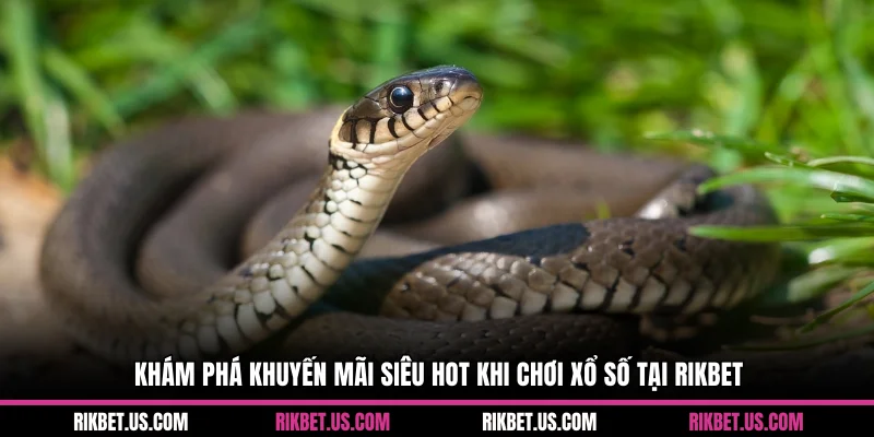 Khám phá khuyến mãi siêu hot khi chơi xổ số tại Rikbet