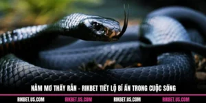 Nằm Mơ Thấy Rắn - Rikbet Tiết Lộ Bí Ẩn Trong Cuộc Sống