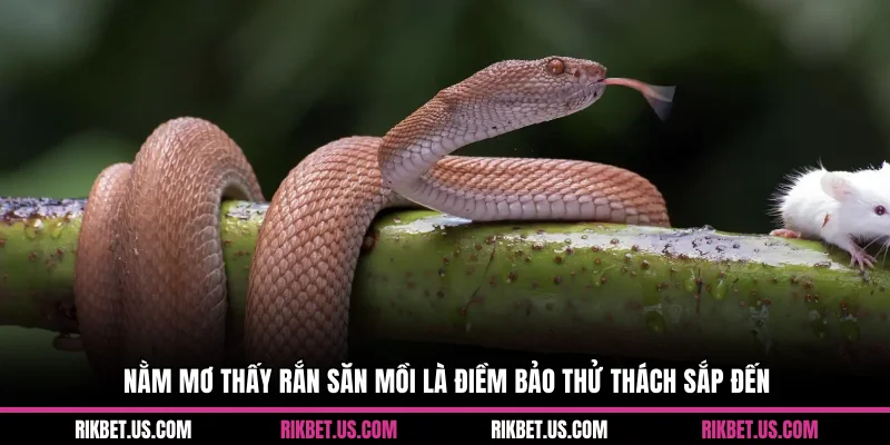 Nằm mơ thấy rắn săn mồi là điềm bảo thử thách sắp đến