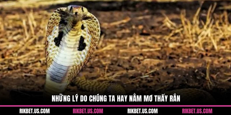 Những lý do chúng ta hay nằm mơ thấy rắn