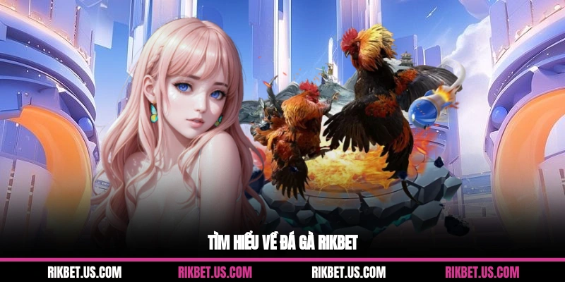 Tìm hiểu về đá gà Rikbet