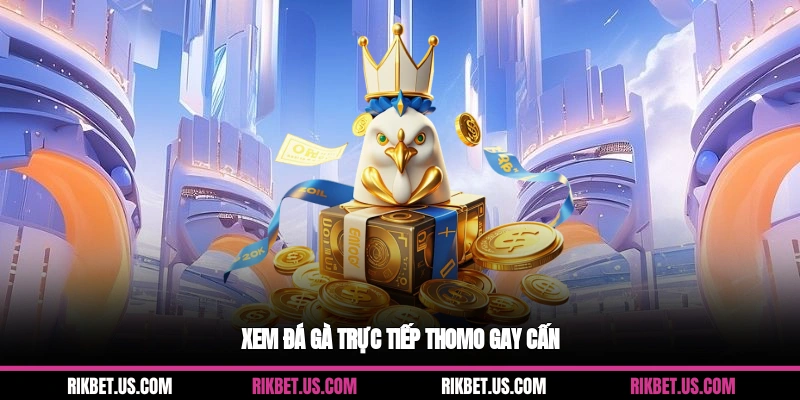 Xem đá gà trực tiếp Thomo gay cấn
